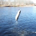 Miramichi River Report for the Doaktown area as of May 7th